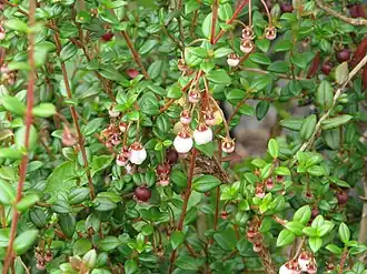 Угни Молины