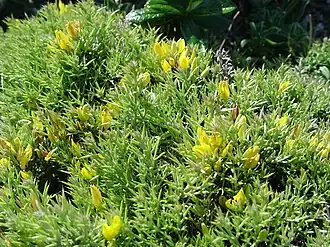 Улекс мелкоцветковый