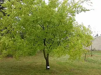 Общий вид растения