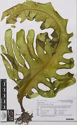 Гербарный образец слоевища