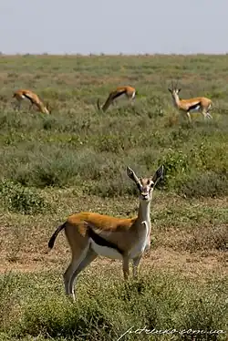Антилопы в саванне в окрестностях города.
