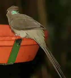 Синешапочная птица-мышь12 марта 2023