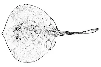 Urotrygon caudispinosus
