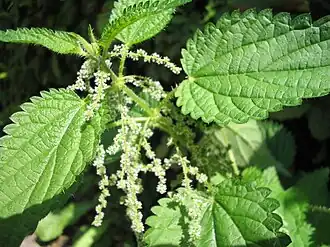 Цветущая крапива двудомная(Urtica dioica)