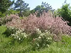 Майский цвет