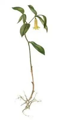 Увулярия сидячелистная