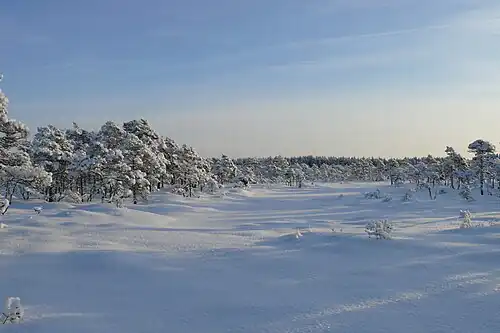 Болото Вяэтса зимой