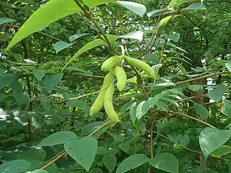 Decaisnea insignis (на высоте около 2000 метров (6600 футов) над уровнем моря, к северу от Мую)