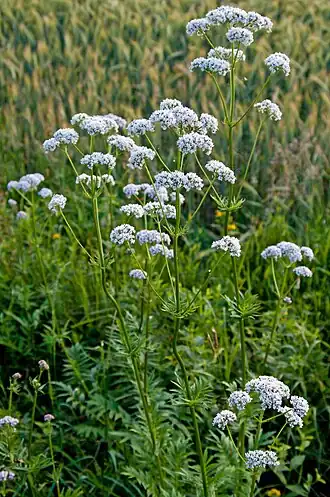 Купырь-валериана (Valeriana officinalis)
