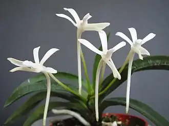 Neofinetia falcata