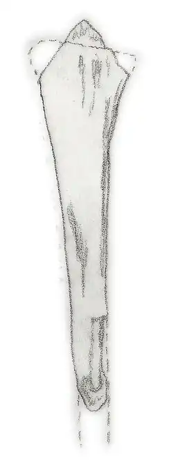 Рисунок голотипа