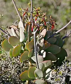 Cotyledon velutina