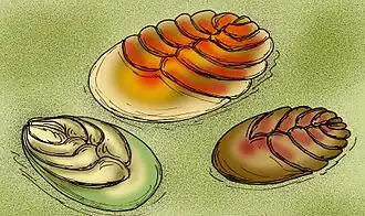 Paravendia janae, Vendia sokolovi, Vendia rachiata