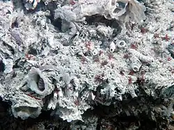 Трубки с Paralvinella grasslei