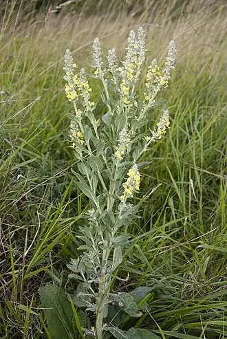 Общий вид цветущего растения