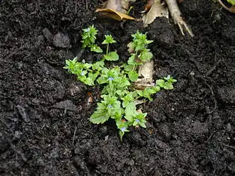 Общий вид цветущего растения.