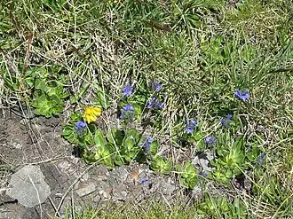 Общий вид цветущего растения.