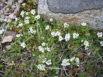 Общий вид растения