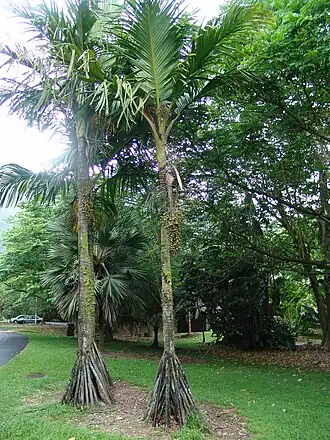 Вершафелтия блестящая