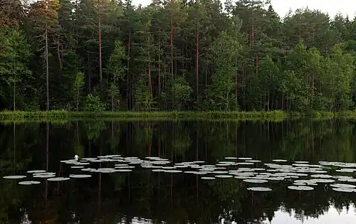 Леса в волости Ания