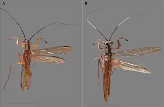 Vespamantoida toulgoeti, самец и самка. Длина отрезка 1 см