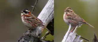 Самец (слева) и самка