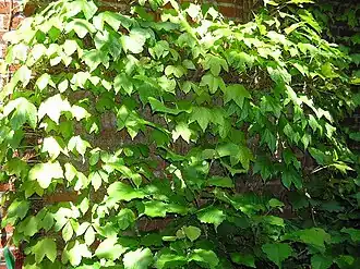 Девичий виноград триостренный  в садовой культуре