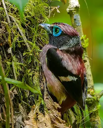 Самец Sarcophanops samarensis у гнезда