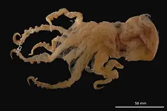 Vitreledonella richardi