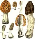 M. esculenta и M. costata, рисунок Карло Виттадини