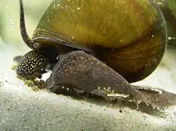 Лужанка живородящая