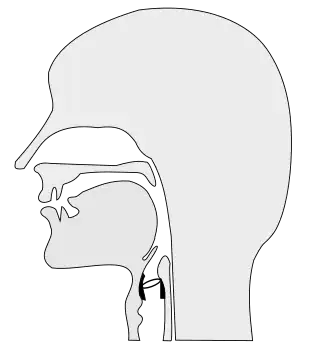 Речевой тракт человека.