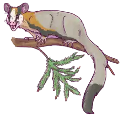 Волатикотерий