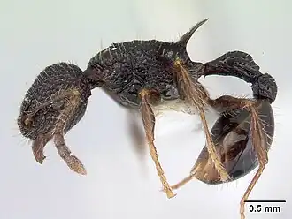 Муравей Vombisidris regina