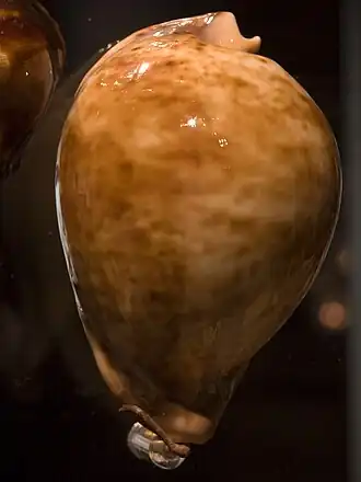 Раковина моллюска