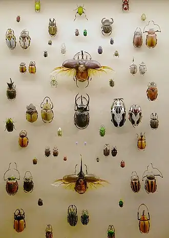 Коллекция тропических жуков из Музея Виктории и Альберта (Лондон).