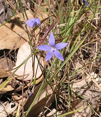 Валенбергия прямостоячая (Wahlenbergia Stricta)