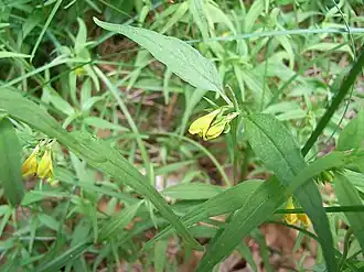 Общий вид растения