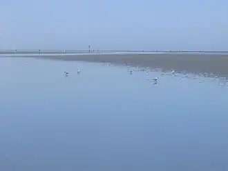 Ватты у дюн