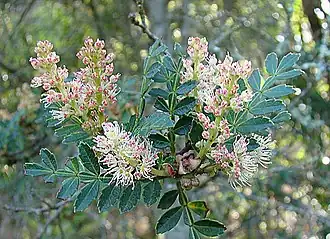 Ветвь тинео с цветками