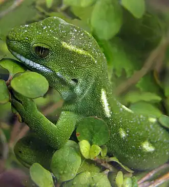 Новозеландский стройный геккон