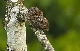 Африканская пальмовая белка (Epixerus ebii)