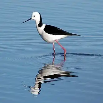 Ходулочник