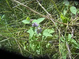 В районе провинции Саскачеван, Канада.