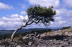 Флагообразное дерево