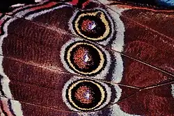 Три рядом расположенных глазчатых пятна на крыле бабочки из рода Morpho