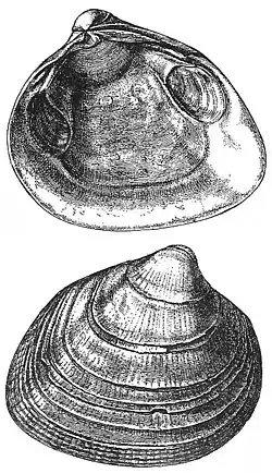 Раковина Serripes groenlandicus