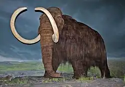 Диорама шерстистого мамонта в Королевском музее Британской Колумбии