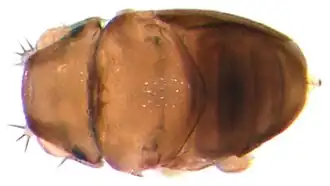 Euryplatea nanaknihali