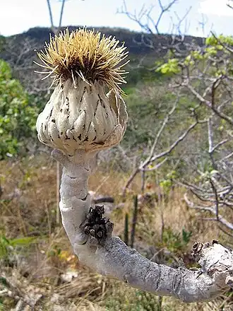 Wunderlichia mirabilis